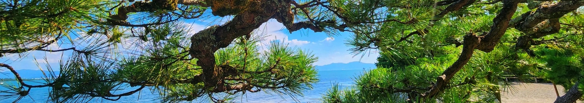 ページタイトル